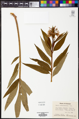 Amsonia tabernaemontana image