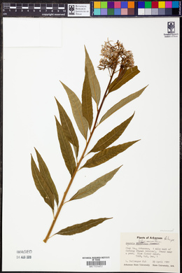 Amsonia tabernaemontana image