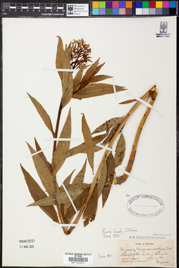 Amsonia tabernaemontana image