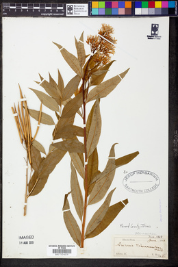 Amsonia tabernaemontana image