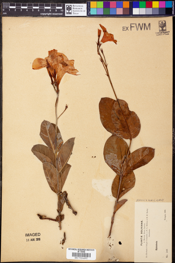 Dipladenia image