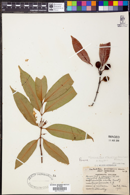 Lacmellea standleyi image