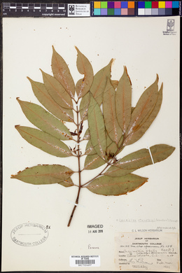 Lacmellea standleyi image