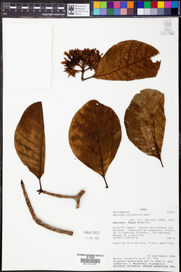 Macoubea guianensis image