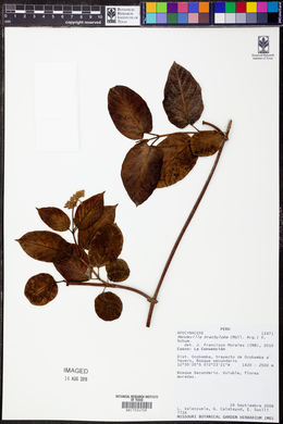 Mandevilla brachyloba image