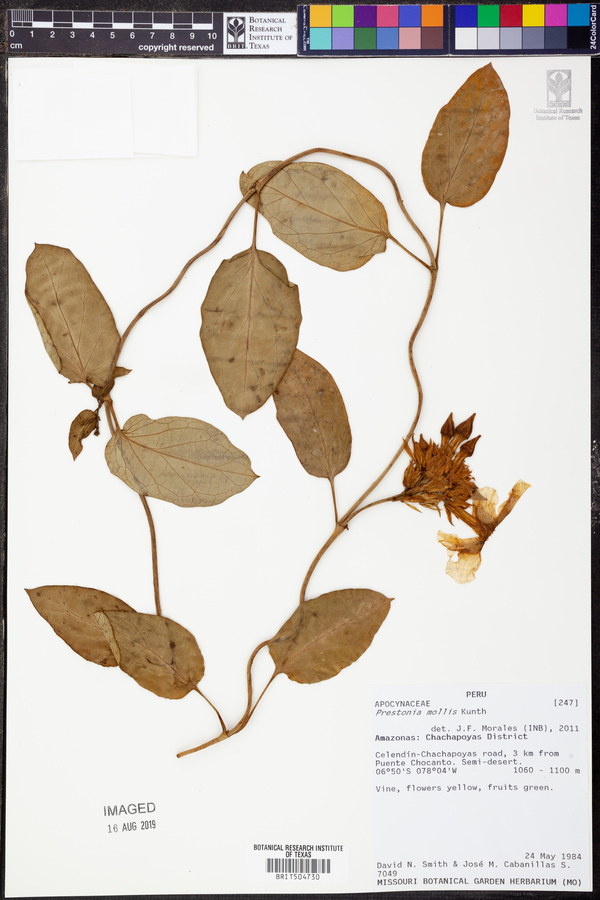 Prestonia mollis image