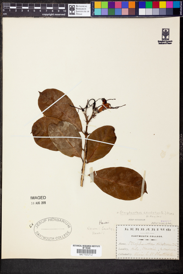 Strophanthus caudatus image