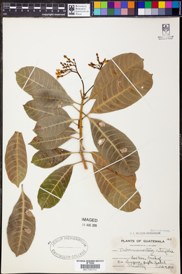 Tabernaemontana citrifolia image