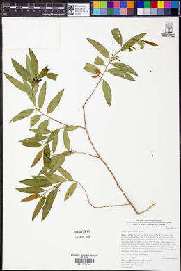 Vallesia glabra image