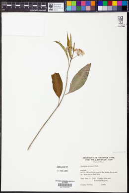 Asclepias perennis image