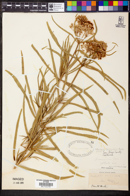 Asclepias fascicularis image