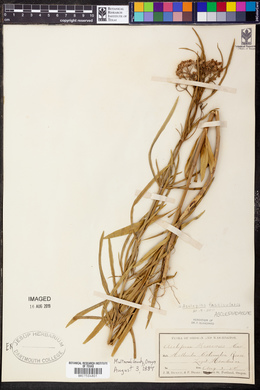 Asclepias fascicularis image