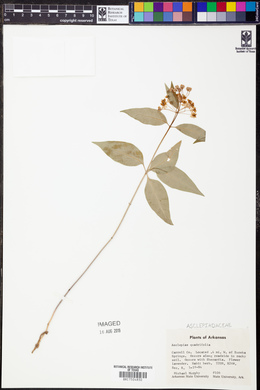 Asclepias quadrifolia image