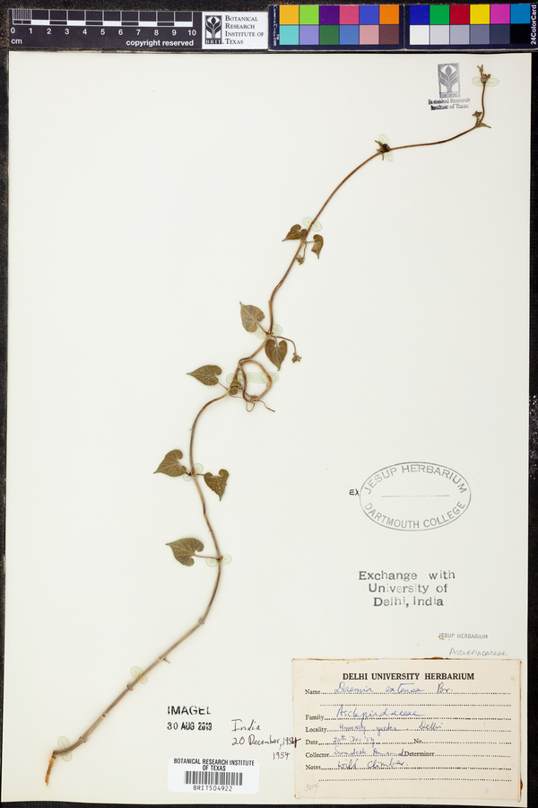 Pergularia image