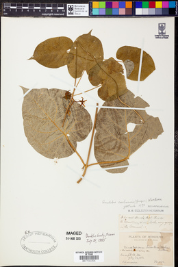 Matelea carolinensis image