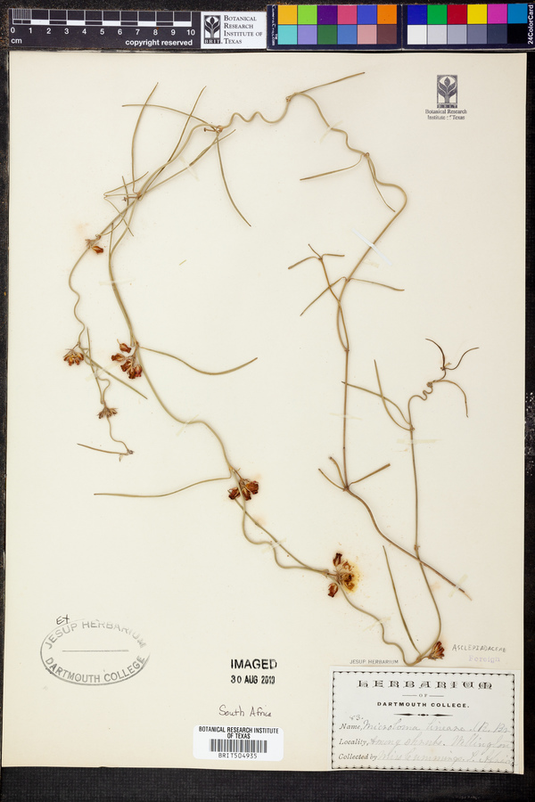 Microloma tenuifolium image