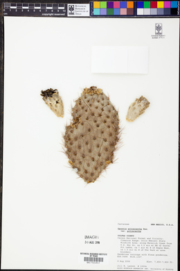 Opuntia polyacantha image