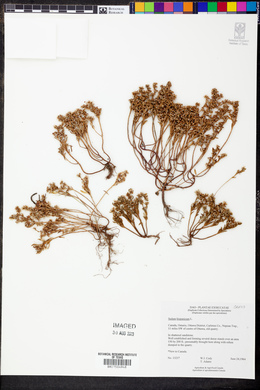 Sedum hispanicum image