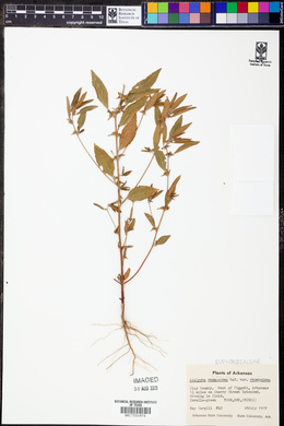 Acalypha rhomboidea var. rhomboidea image