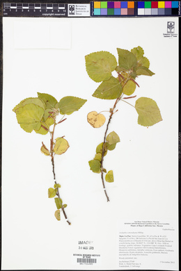 Acalypha comonduana image