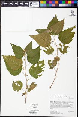 Acalypha comonduana image