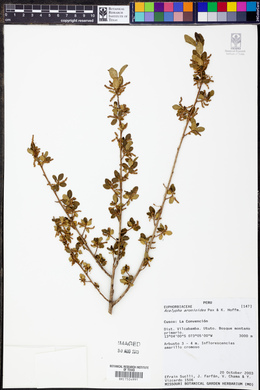 Acalypha aronioides image