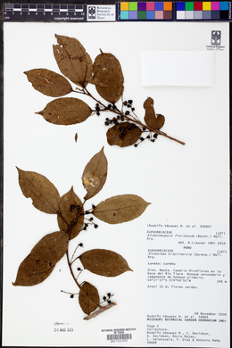 Alchorneopsis floribunda image