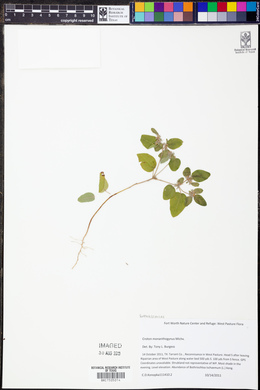 Croton monanthogynus image