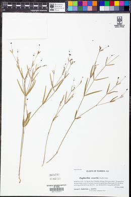 Euphorbia exserta image