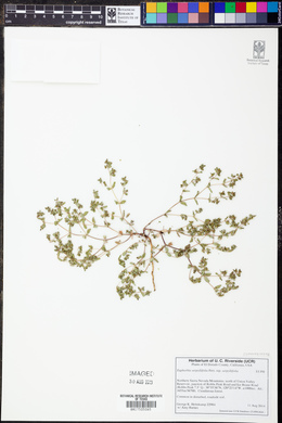 Euphorbia serpillifolia subsp. serpillifolia image