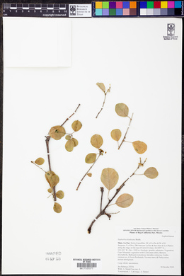 Euphorbia hindsiana image