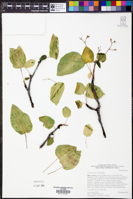 Jatropha vernicosa image