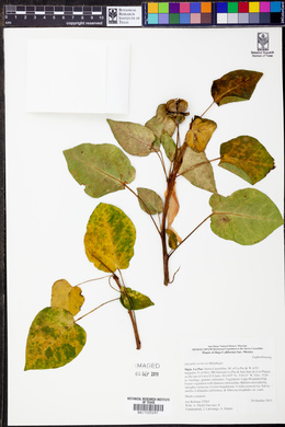 Jatropha vernicosa image