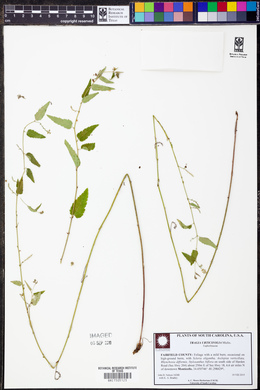 Tragia urticifolia image