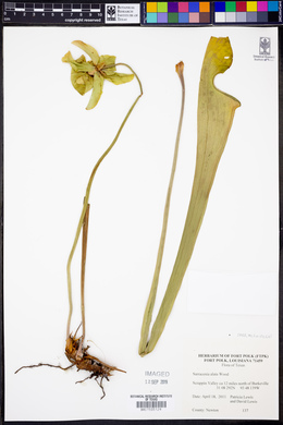 Sarracenia alata image