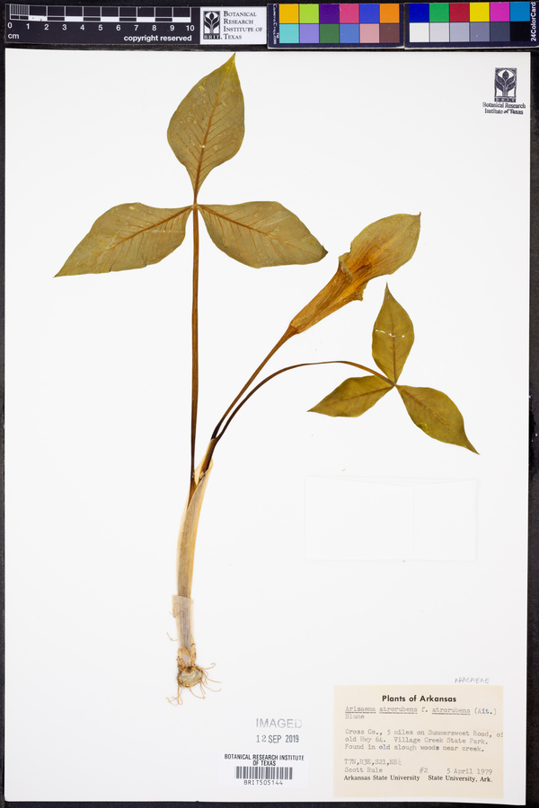 Arisaema atrorubens f. atrorubens image