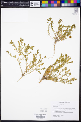 Lepidium oblongum image