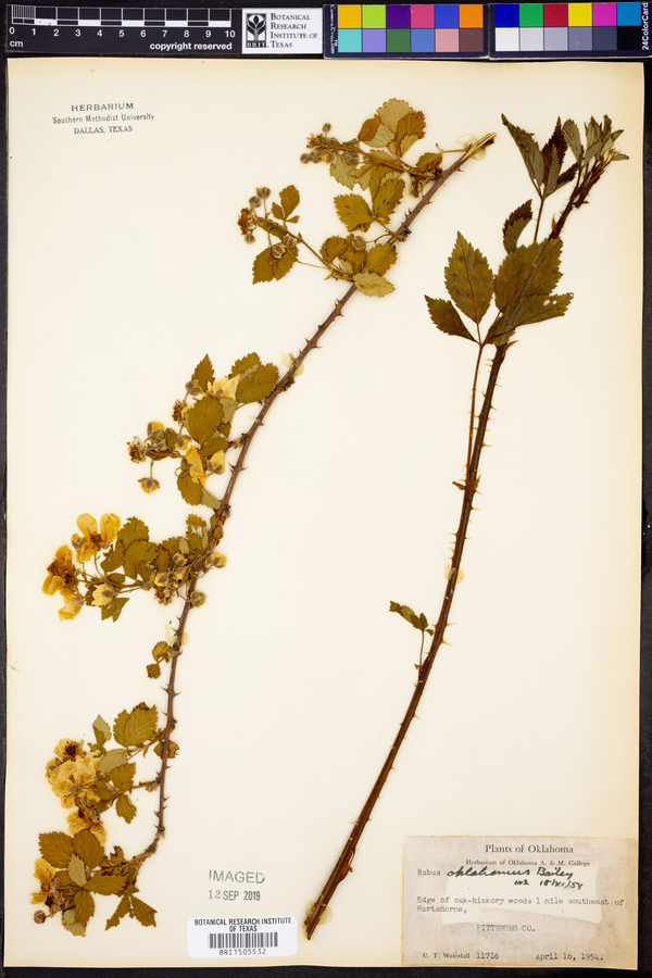 Rubus oklahomus image