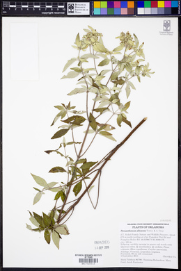 Pycnanthemum albescens image