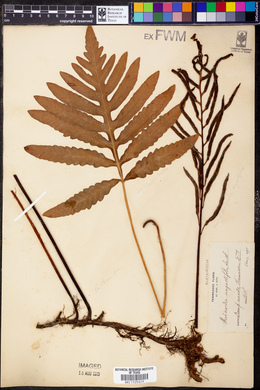Woodwardia angustifolia image