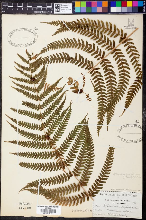 Athyrium proliferum image