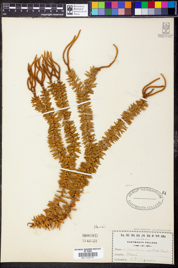 Lycopodium nutans image
