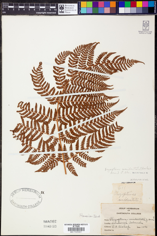 Dryopteris unidentata image