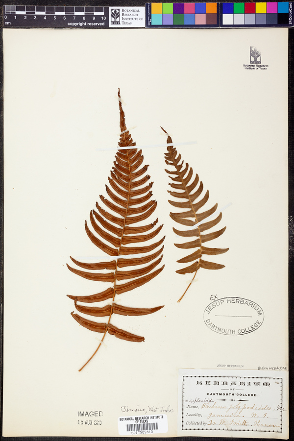 Blechnum polypodioides image