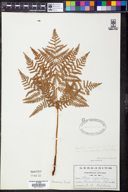 Pteridium aquilinum var. decompositum image