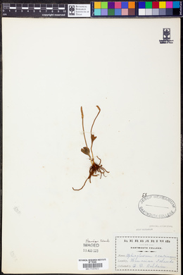 Ophioglossum concinnum image