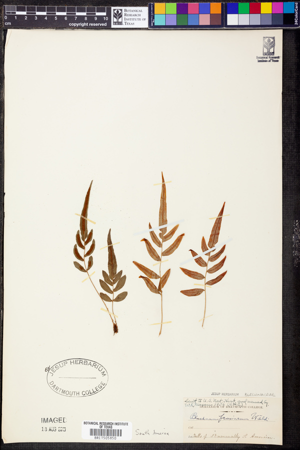 Blechnum fraxineum image