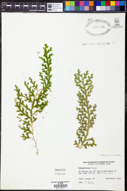 Selaginella krugii image
