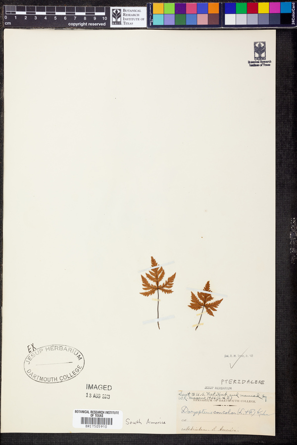 Doryopteris concolor image