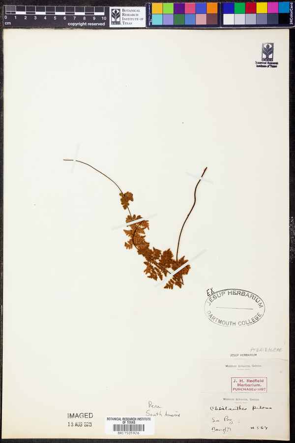 Cheilanthes pilosa image